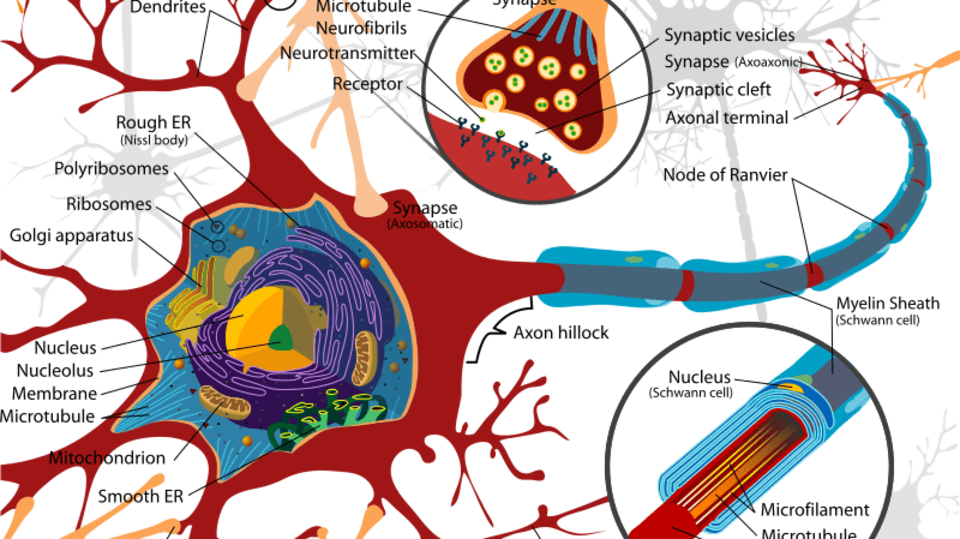 Schéma neuronu